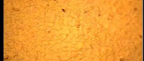 真假珍珠的10种鉴别方法图解