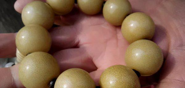 白玉菩提根盘多久变红