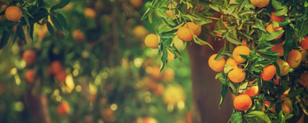 过年摆大橘子寓意什么意思