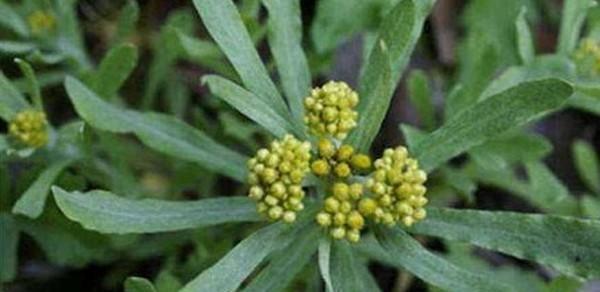 做清明果的草叫什么