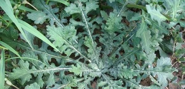 做清明果的草叫什么