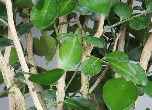 七里香有蚜虫和褐斑病怎么办