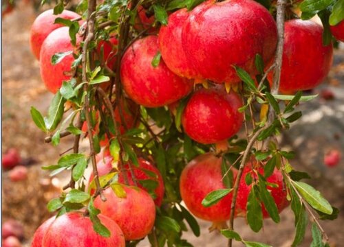 补水的水果有哪些