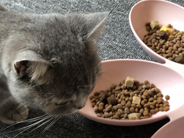 心理学分析喜欢猫的女人