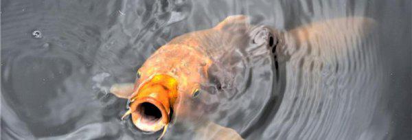 鲤鱼爱吃什么饵料