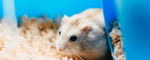 仓鼠在冬天该吃什么水果