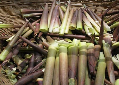 刺竹笋的功效与作用及食用方法