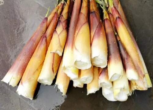 刺竹笋的功效与作用及食用方法