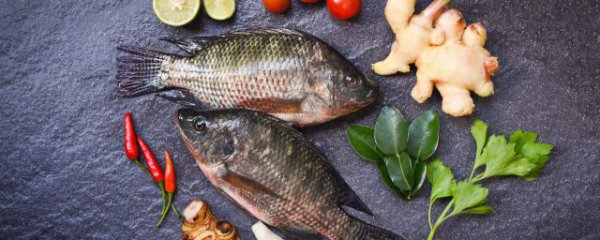 钓罗非鱼用什么小药