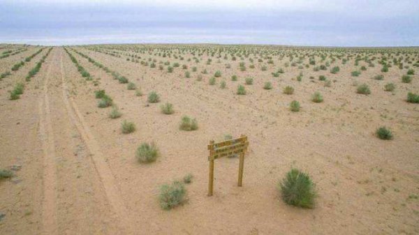 蚂蚁森林是干嘛的