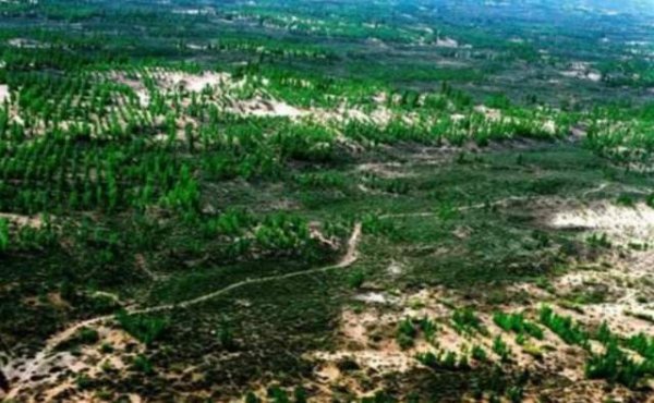 蚂蚁森林是干嘛的