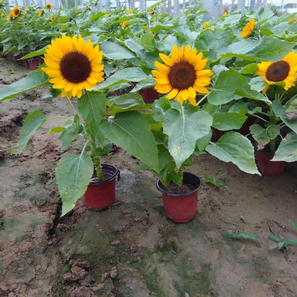 向日葵属于什么植物类型