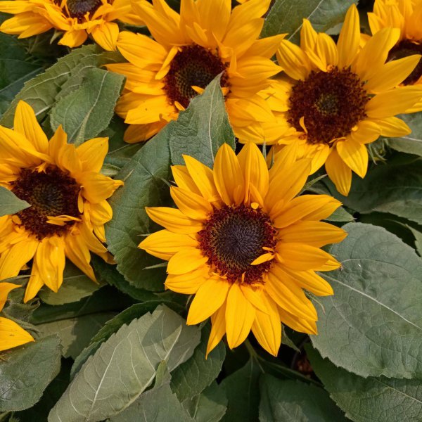 向日葵属于什么植物类型