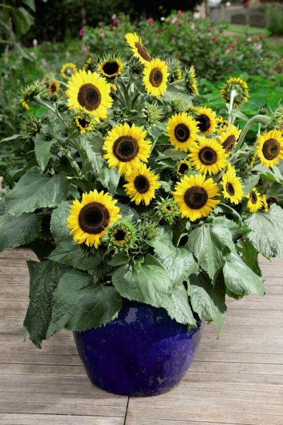 向日葵属于什么植物类型