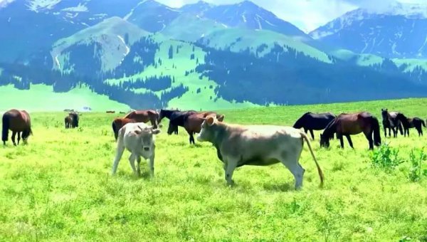 那拉提草原几月份去最合适