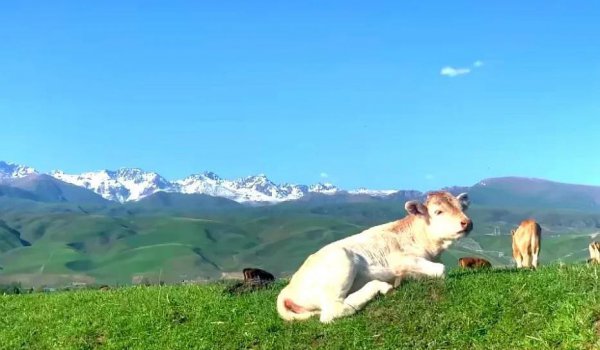 那拉提草原几月份去最合适