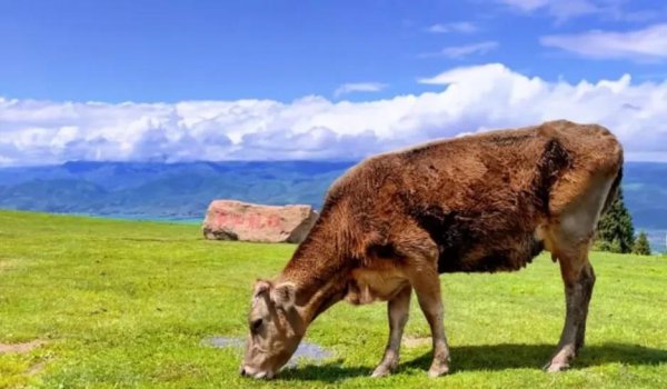 那拉提草原几月份去最合适