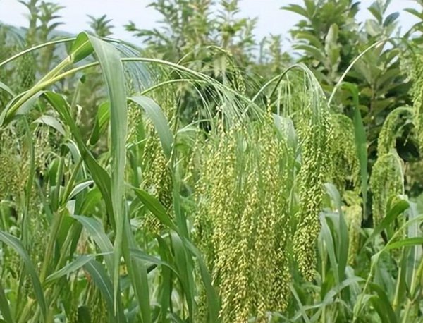 五谷稻麦黍菽稷是什么意思