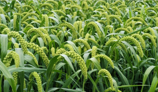 五谷稻麦黍菽稷是什么意思