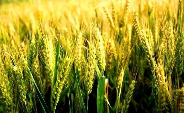 五谷稻麦黍菽稷是什么意思