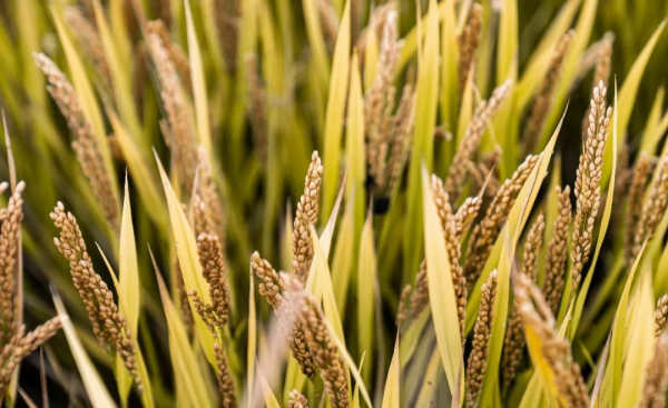 五谷稻麦黍菽稷是什么意思