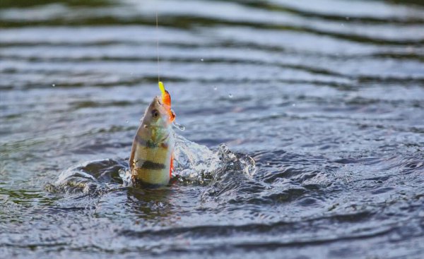 路亚竿调性怎么区分表