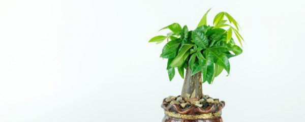 摆在走廊放什么植物招财