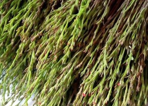 独脚金的功效与作用及食用方法