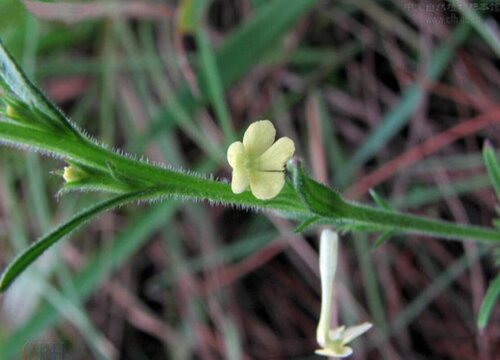 独脚金的功效与作用及食用方法