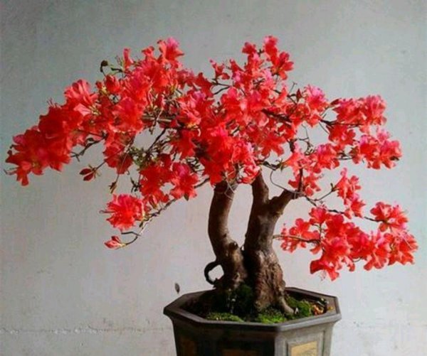 映山红怎么栽成活率高