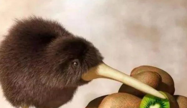 新西兰人均gdp高吗