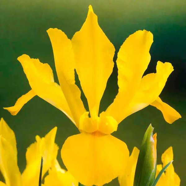 鸢尾花的花语和寓意是什么