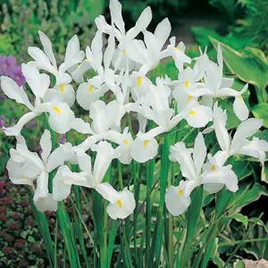 鸢尾花的花语和寓意是什么