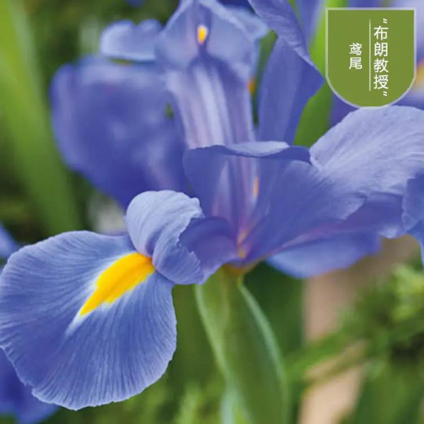 鸢尾花的花语和寓意是什么