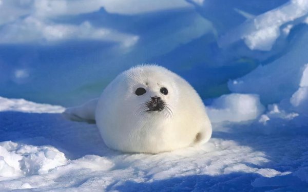 世界上最可爱的动物排名