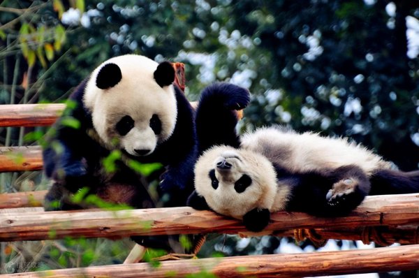 世界上最可爱的动物排名