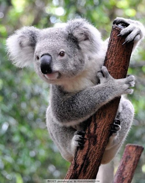 世界上最可爱的动物排名