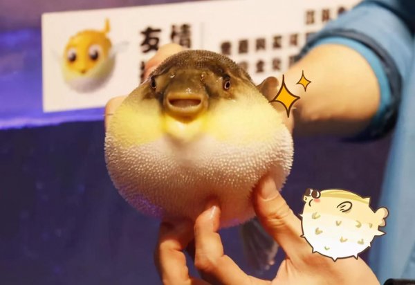 世界上最可爱的动物排名