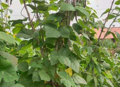 紫豆角种植时间和方法 栽培管理技术要点