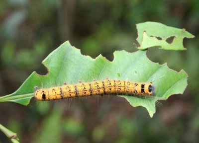 林业种植中常见病害 林业病虫害防治技术与方法措施