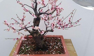 红梅盆栽的养殖方法和注意 地栽红梅的养殖方法和注意