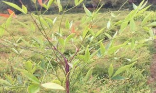 南大竹怎么养才能更旺盛 南大竹如何养才能更旺盛