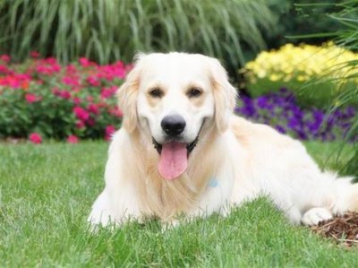 狗肉为什么上不了酒席 用狗肉宴请客人是对客人的侮辱