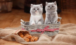 猫流鼻涕怎么办 猫流鼻涕应该怎么办