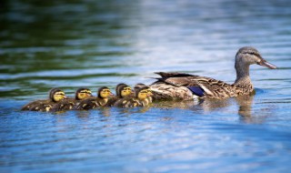 新手养殖鸡鸭注意什么 新手养鸭子要注意什么