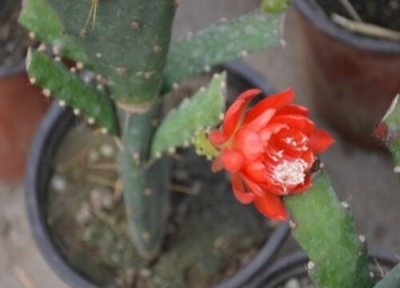 荷花播种的方法 教你叶荷花高空嫁接方法