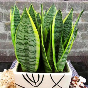 金边虎皮兰怎么养才长得好 金边虎皮兰的爆盆养殖方法