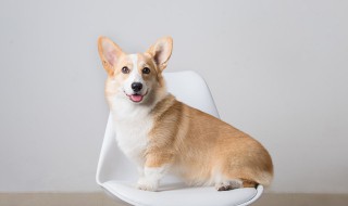 狗狗内脏吃多了会怎样 狗狗内脏吃多的危害