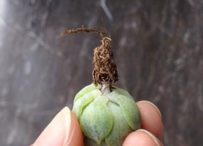 静夜怎么修根 静夜需要修根吗