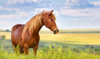 2023年生肖桃花排行榜 2023年生肖桃花排行介绍